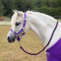 Gallop Premium Padded Headcollar Set With Free Matching Lead Rope Purple S/P/C/F