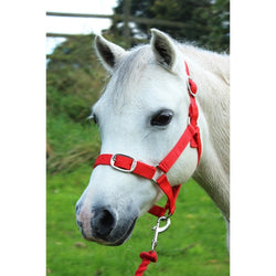 Gallop Basic Nylon Headcollar and Free Matching Lead Rope Set Red Shetland-Full