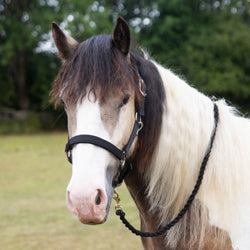 Gallop Premium Padded Headcollar Set With Free Matching Lead Rope Black S/P/C/F