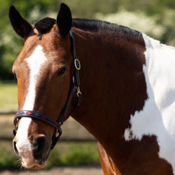 Gallop Adjustable Diamond Padded Leather Headcollar Black Navy andBurgundy P-XFull