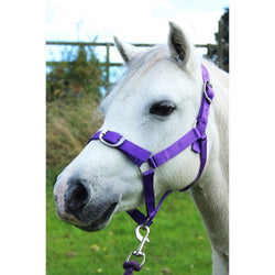 Gallop Basic Nylon Headcollar and Free Matching Lead Rope Set Purple Shetland-Full