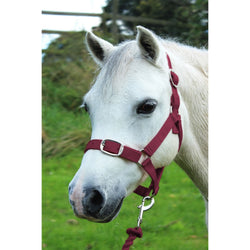Gallop Basic Nylon Headcollar andFree Matching LeadRope Set Burgundy Shetland-Full
