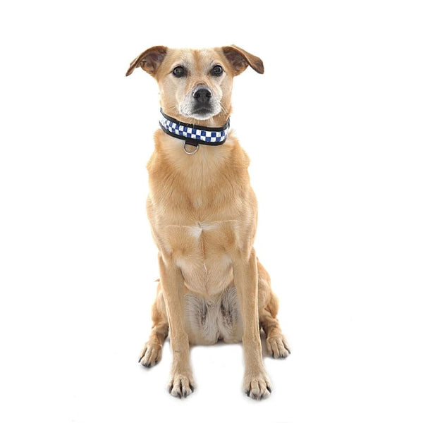 Equisafety LED Polite Flashing Dog Collar Hi Vis For Night Time/Dusk Walks Blue