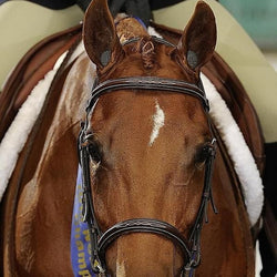 LeMieux Pomms Foam Ear Plugs Improve Relaxation/Focus and Reduce Noise Distraction