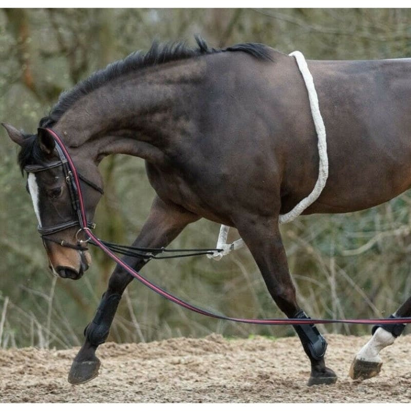 Fixed Ring Horse Lunging Attachment- Training Tack